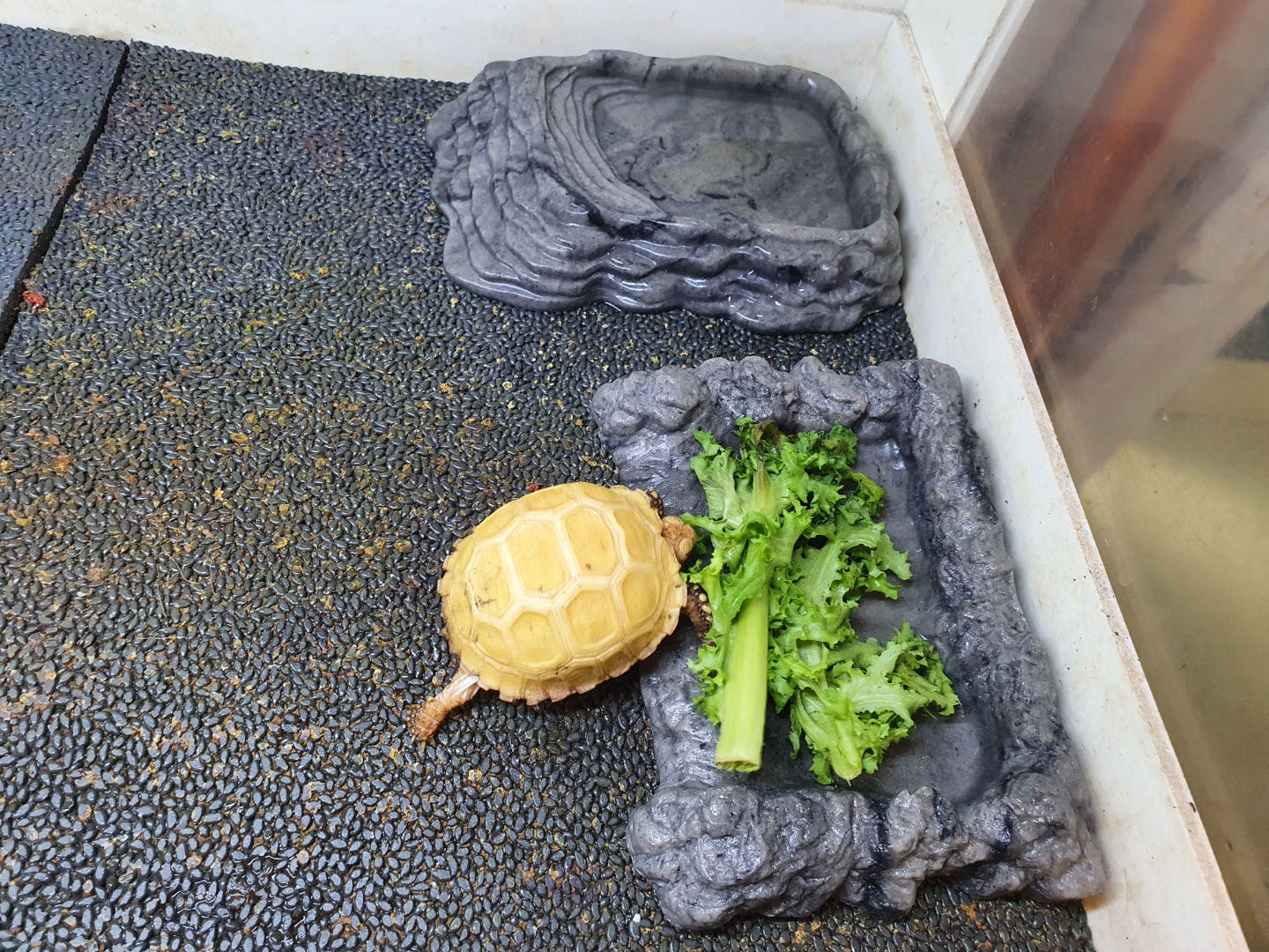 JIF ラウンド型 フィーディングディッシュ（大） detail 1