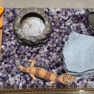 JIF ロックプール ミルワームディッシュ detail 2