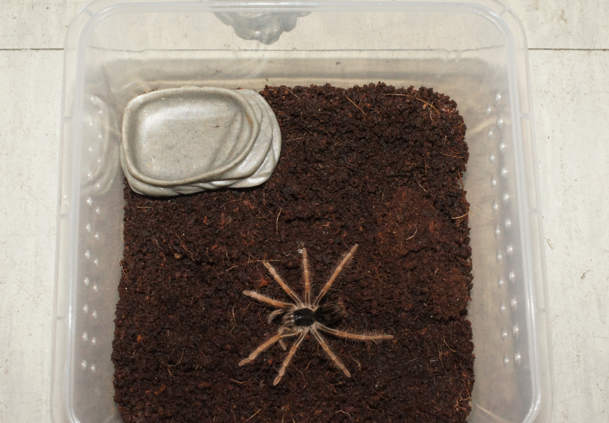 JIF Juvenile Water Dish detail 1