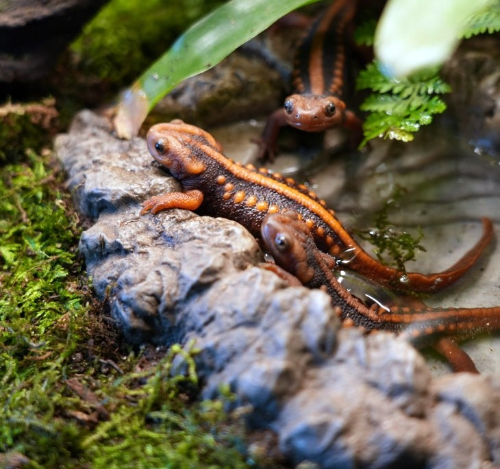 JIF ラグーン ウォーターディッシュ（大） detail 1