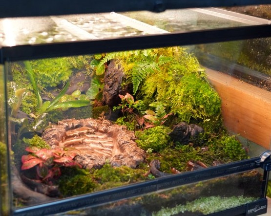 JIF ラグーン ウォーターディッシュ（大） detail 2