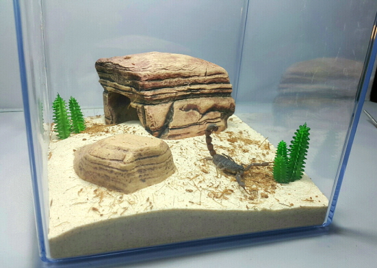 JIF Grand Canyon Rock Hide (Medium) detail 2