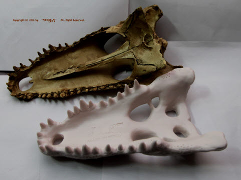 JIF クロコダイルスカル シェルター detail 2