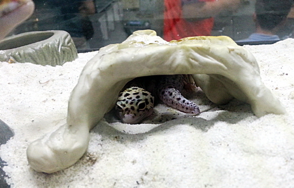 JIF クロコダイルスカル シェルター detail 4