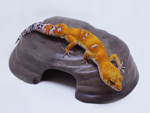 JIF マットブラック シェルター（大） detail 2