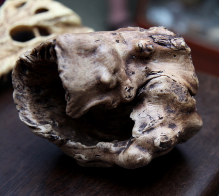 JIF 枯木チューブシェルター detail 2