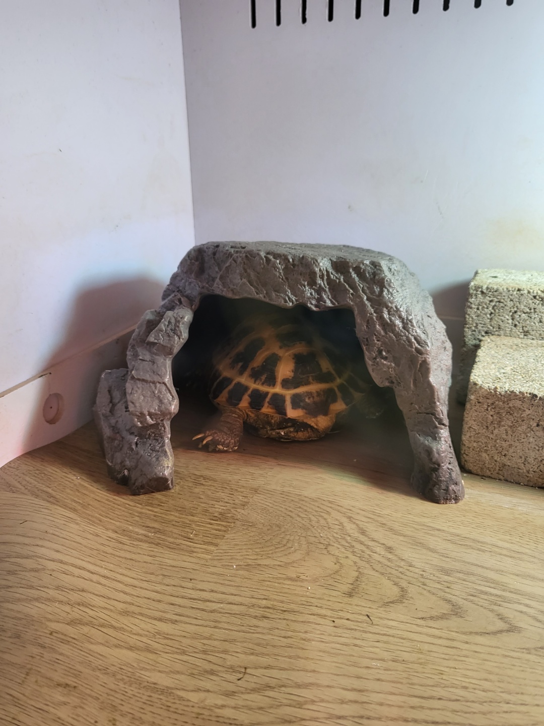 JIF Rock Hideout (Jumbo Size) detail 1