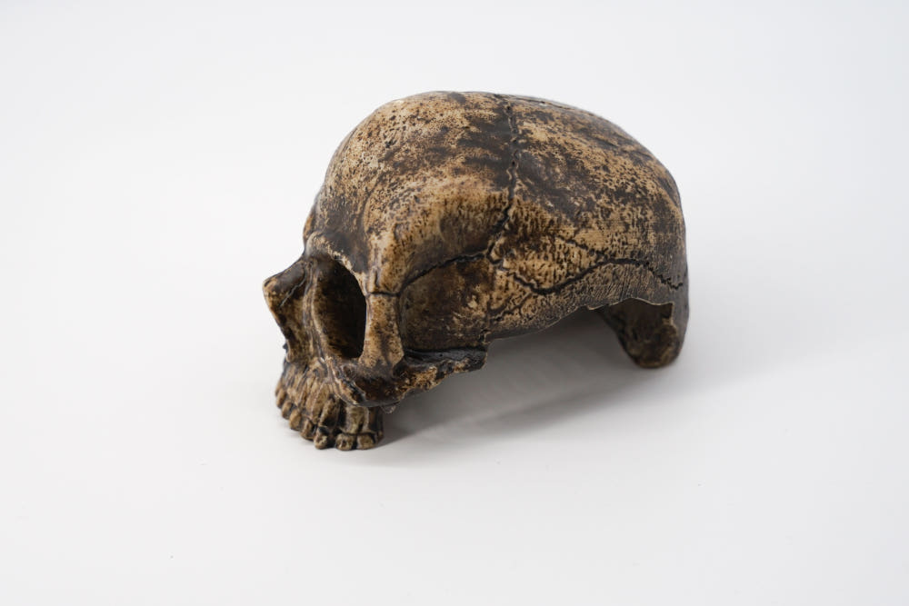 JIF スカルシェルター（アゴなしバージョン） detail 2