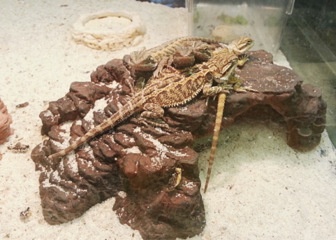 JIF 岩型トンネルシェルター（中〜大） detail 2