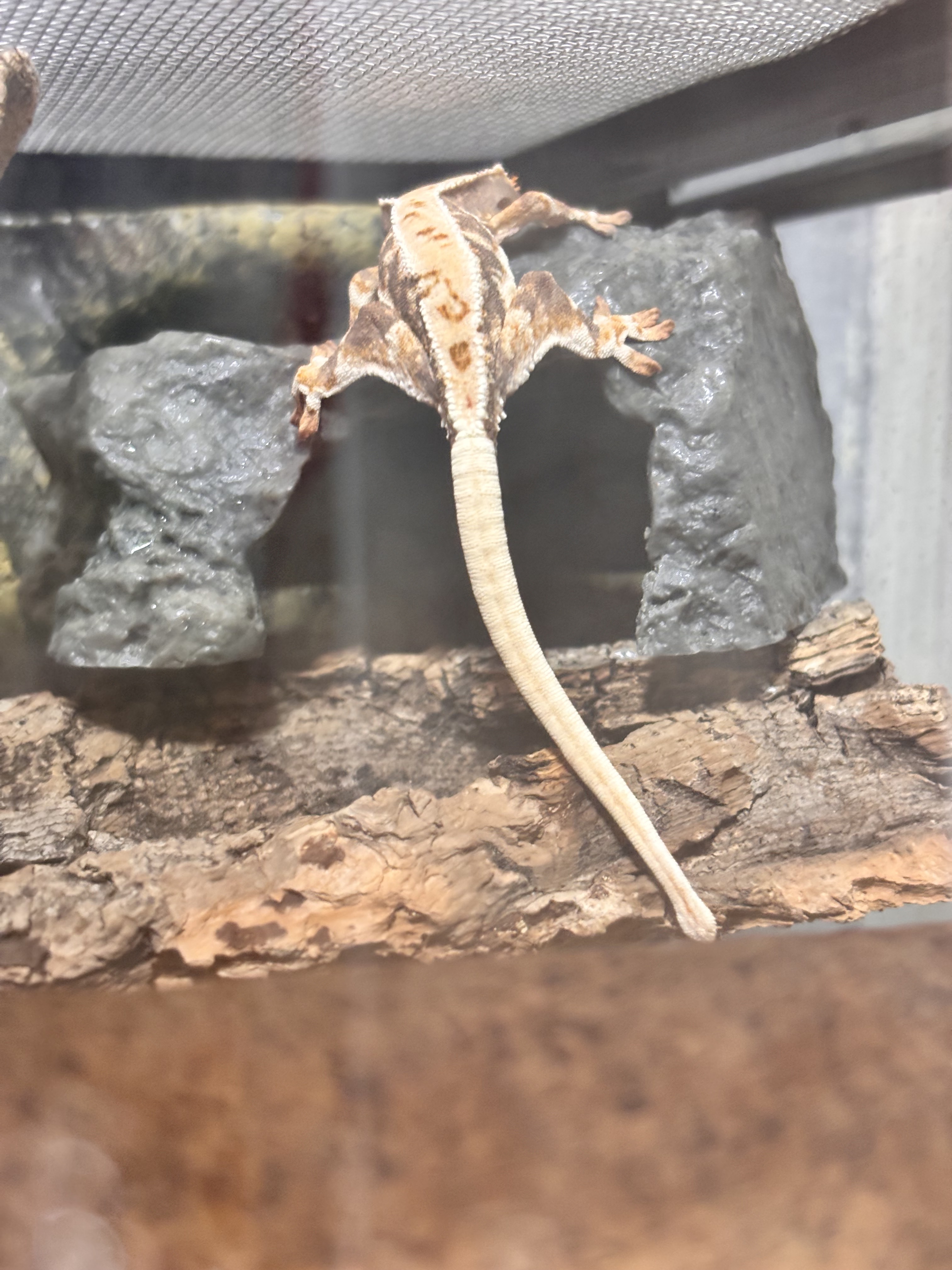 JIF 非対称ストーンシェルター（ハイエントランス） detail 1