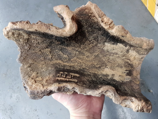 JIF 人工コルクチューブ（大） detail 1