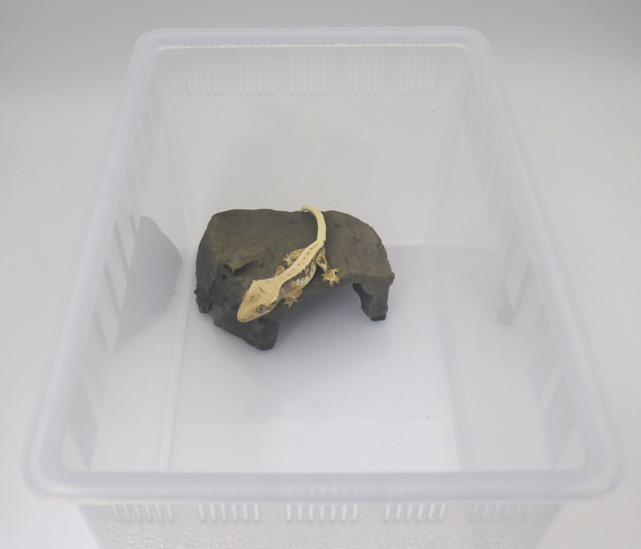 JIF 岩型シェルター Aタイプ（ストーンカラー） detail 2