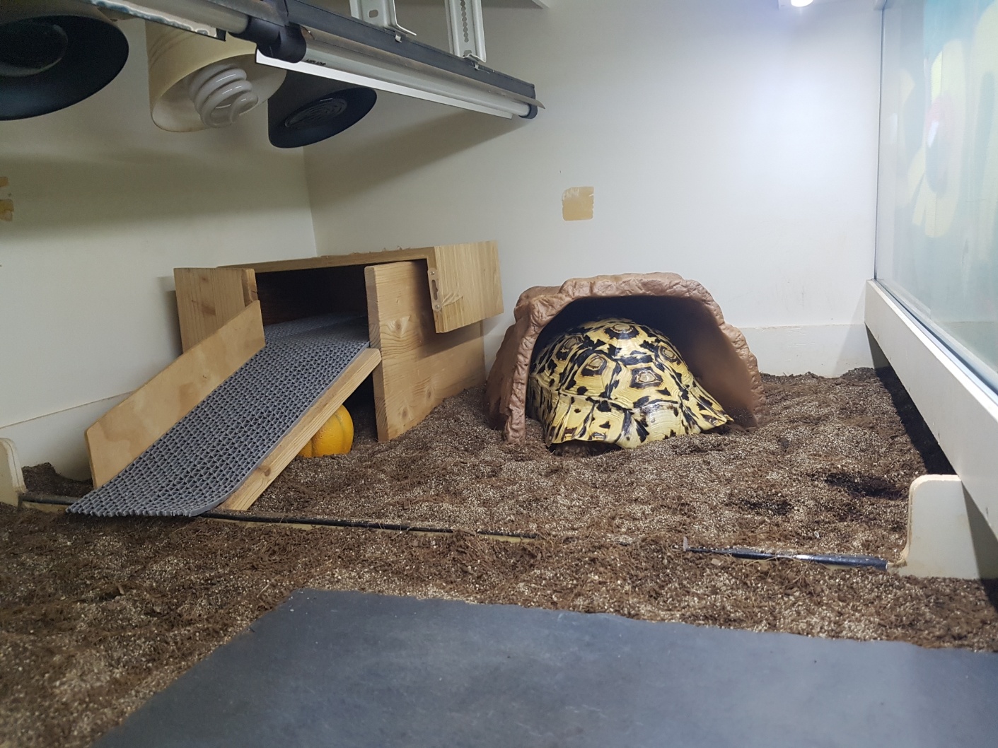 JIF ロックシェルター ストーンカラー / 黄土カラー（特大） detail 4