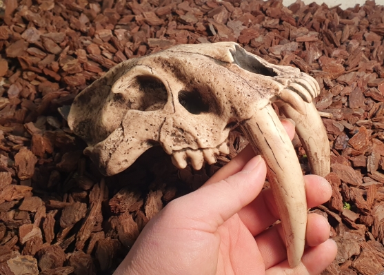 JIF 古代タイガースカル シェルター（大） detail 2