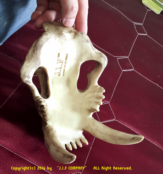 JIF 古代タイガースカル シェルター（大） detail 3