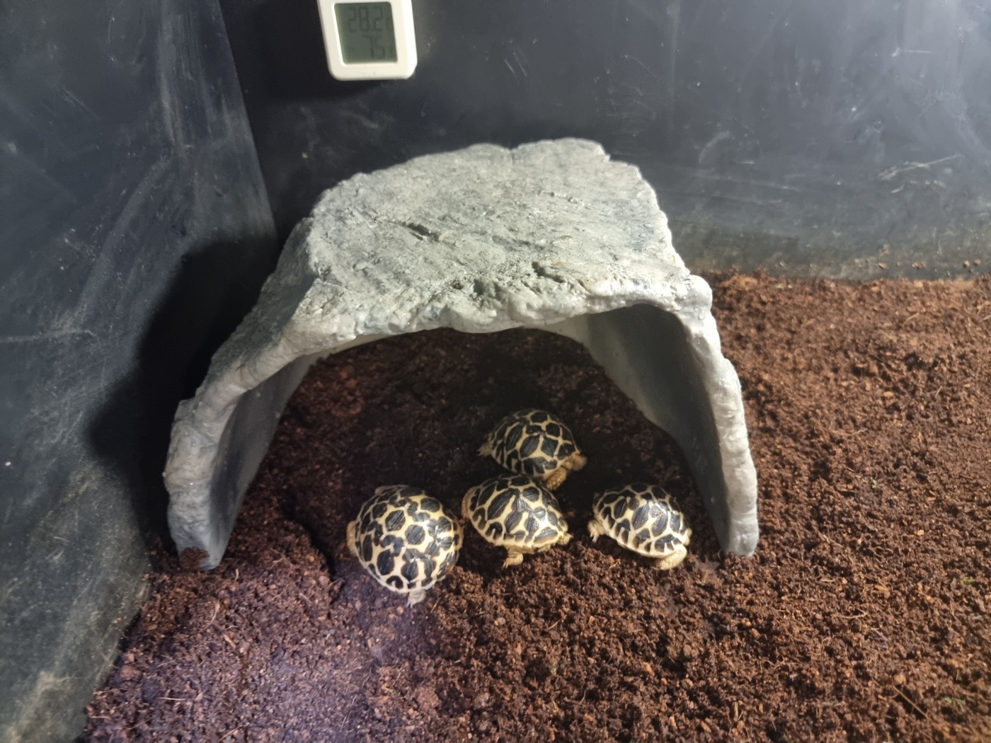 JIF リクガメ用 岩型シェルター（大） detail 1