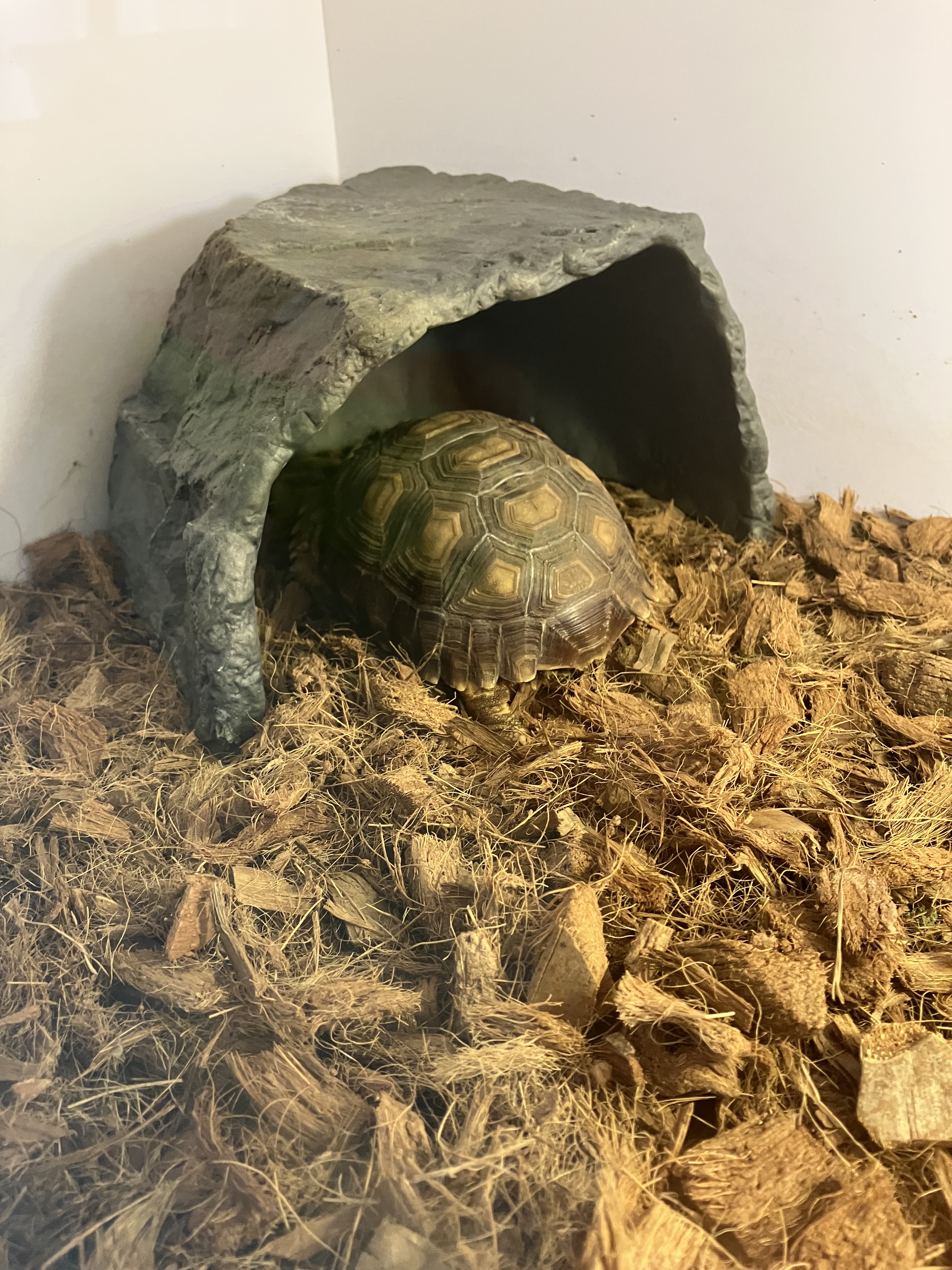 JIF リクガメ用 岩型シェルター（大） detail 2