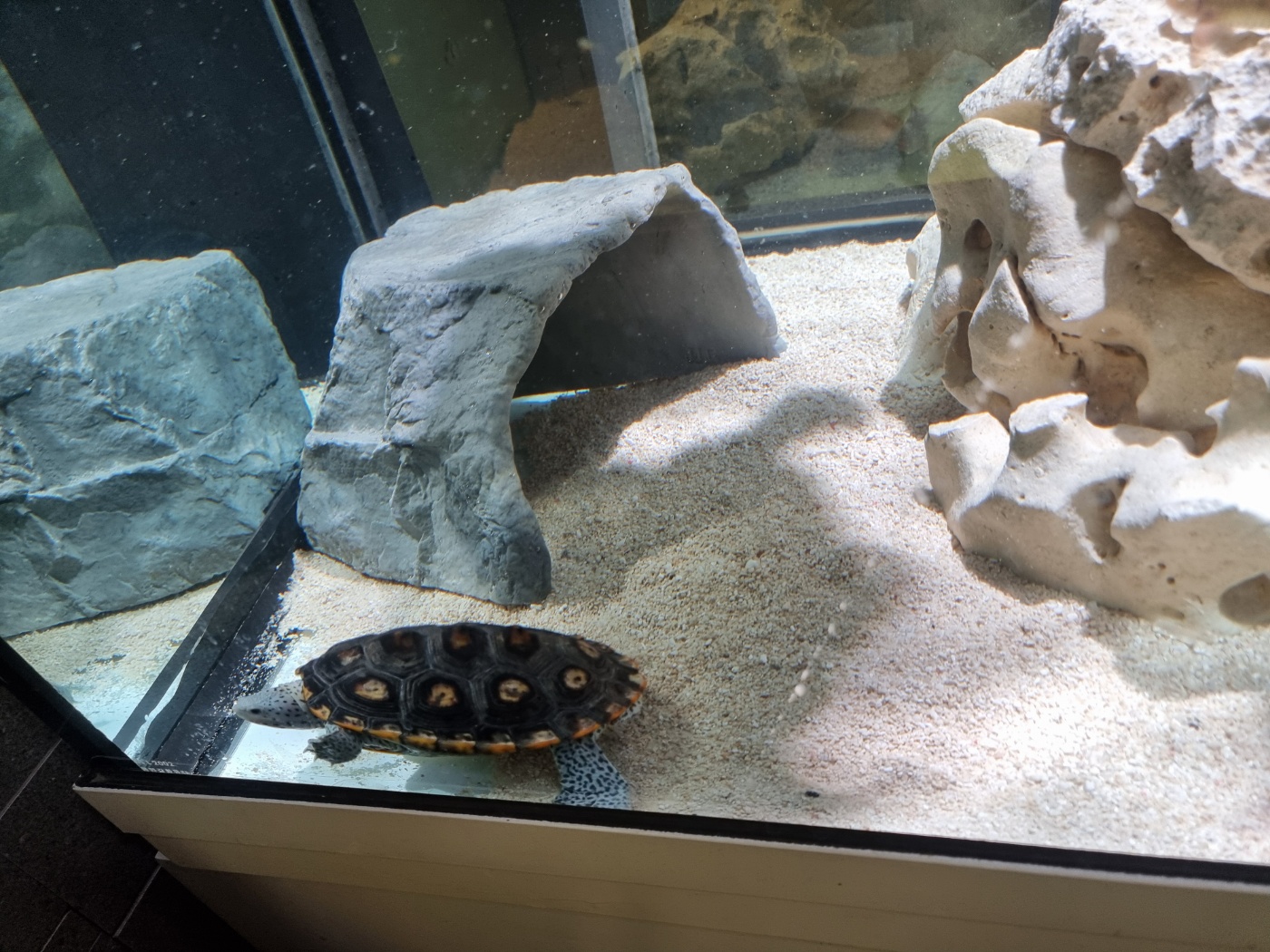 JIF リクガメ用 岩型シェルター（大） detail 3