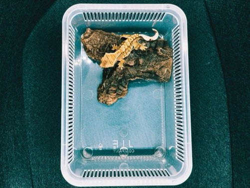 JIF積み重ね式ケージ（小）専用 リアルコルクボードシェルター detail 1