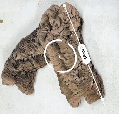 JIF 人工コルクチューブ Aタイプ（特大） detail 4