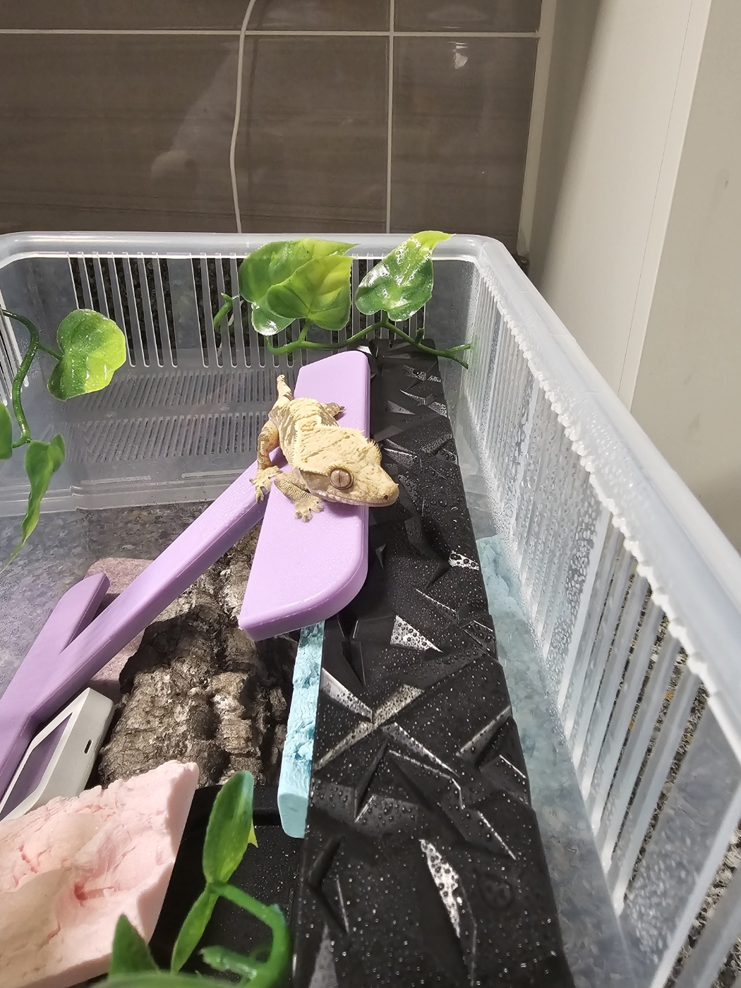 JIF 積み重ね式ケージ（大）専用 プラストーン プラットフォーム（ロングタイプ） detail 1