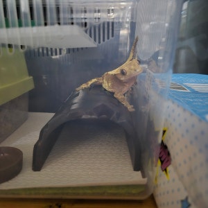 JIF Plastone Hide (Medium) detail 1