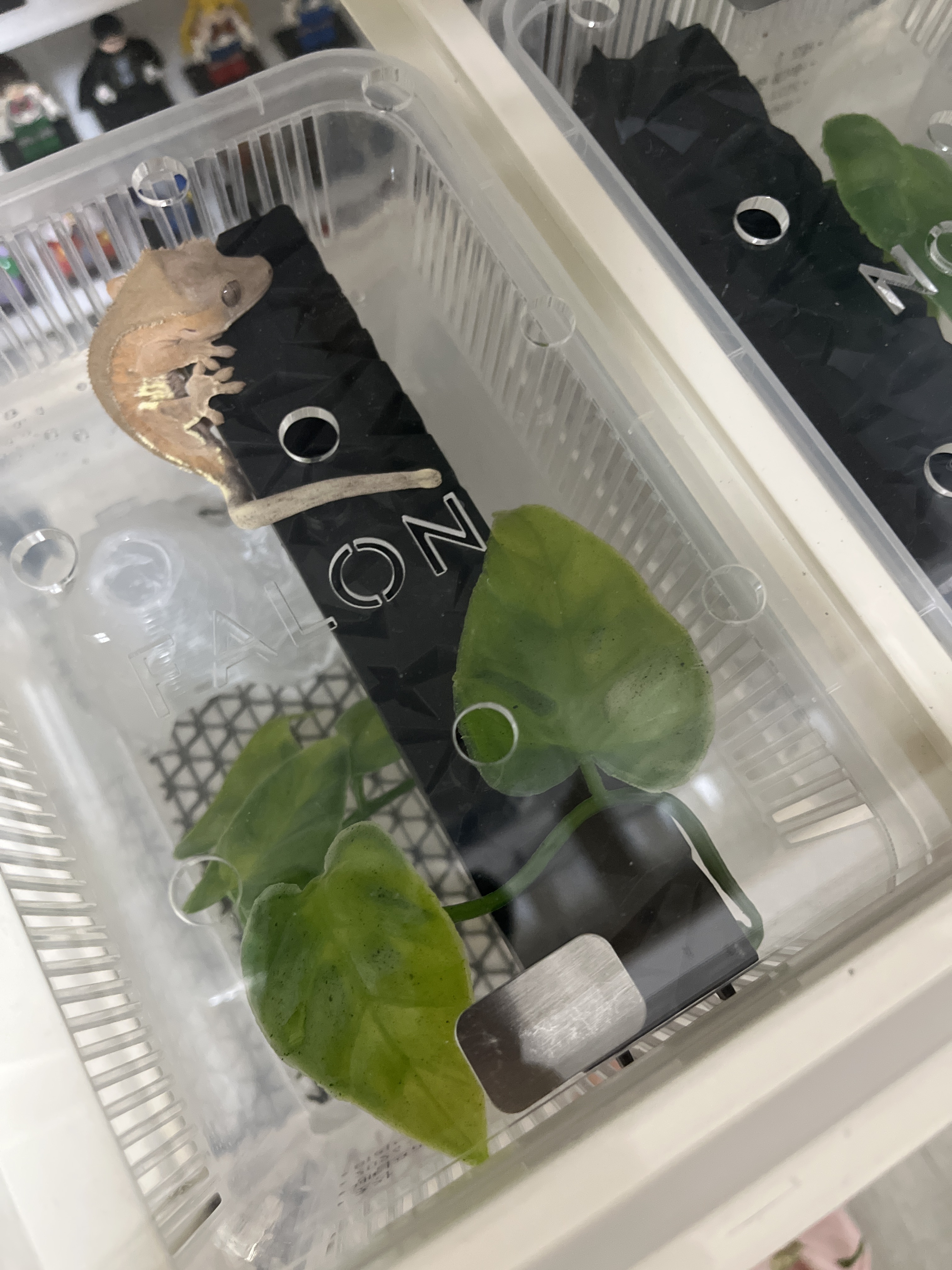 JIF 積み重ね式ケージ（小）専用 プラストン製プラットフォーム（ロングタイプ） detail 1