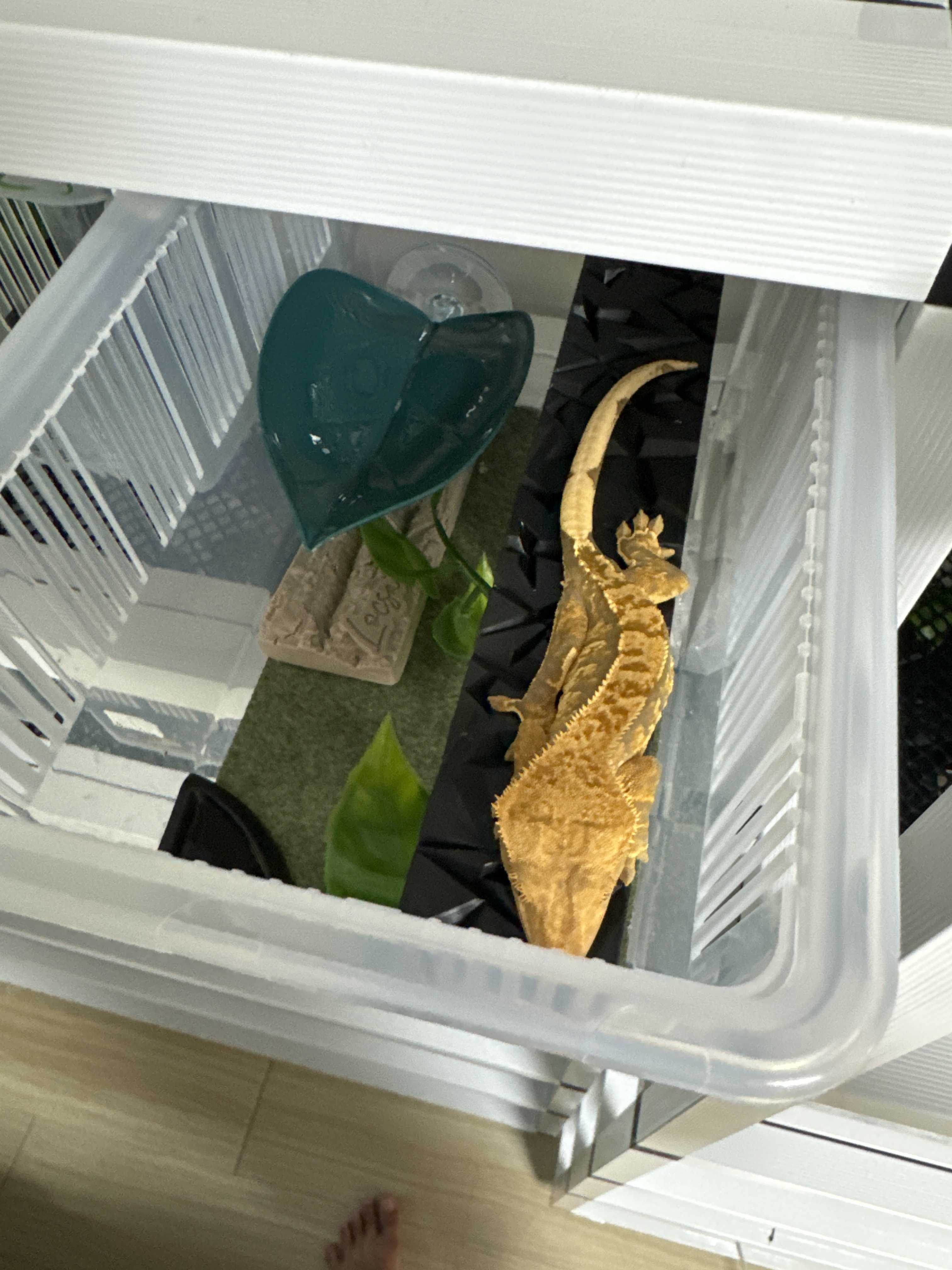 JIF積み重ね式ケージ（中）専用 プラストーン製プラットフォーム ロングタイプ detail 1