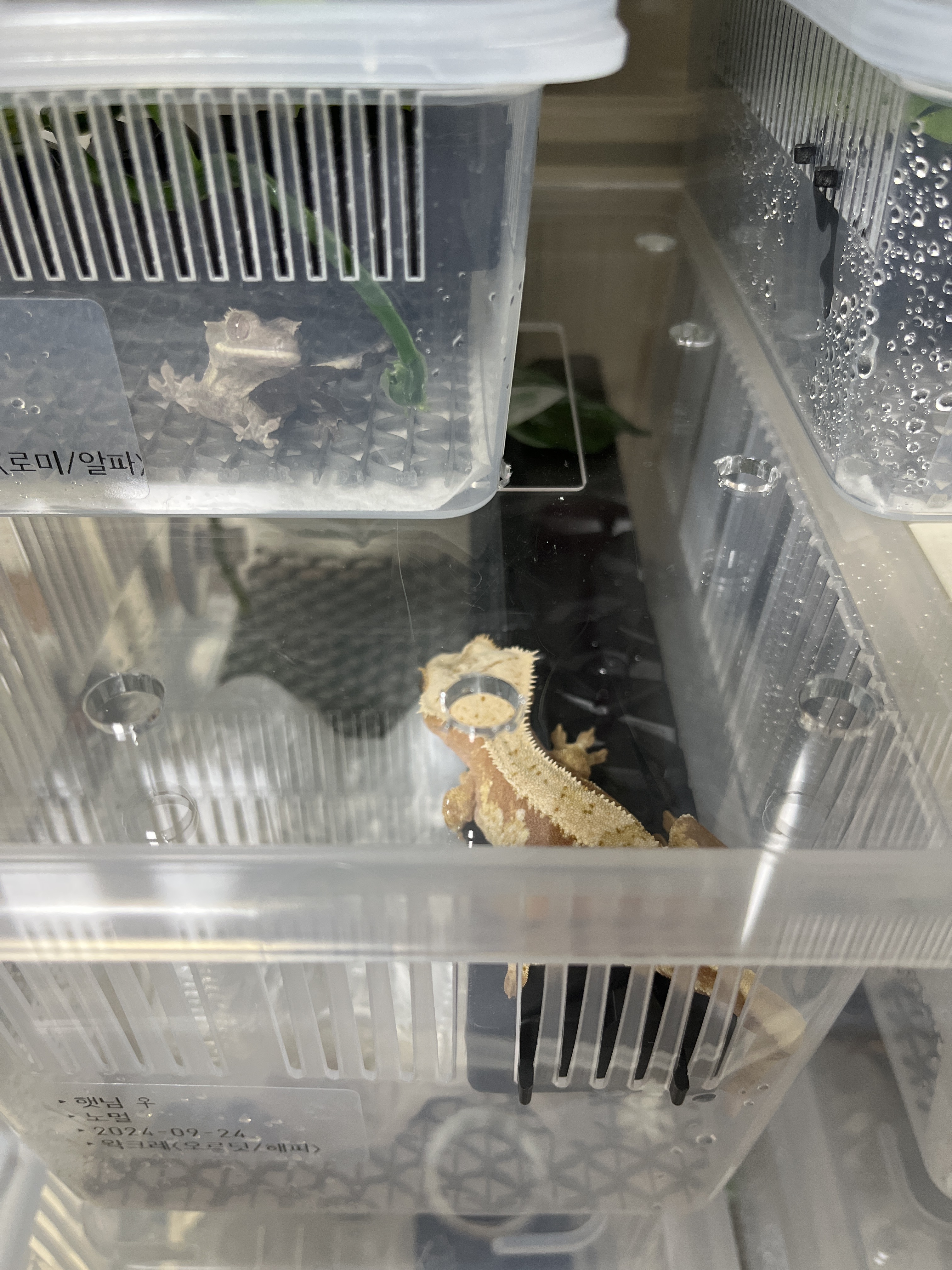 JIF積み重ね式ケージ（中）専用 プラストーン製プラットフォーム ロングタイプ detail 2