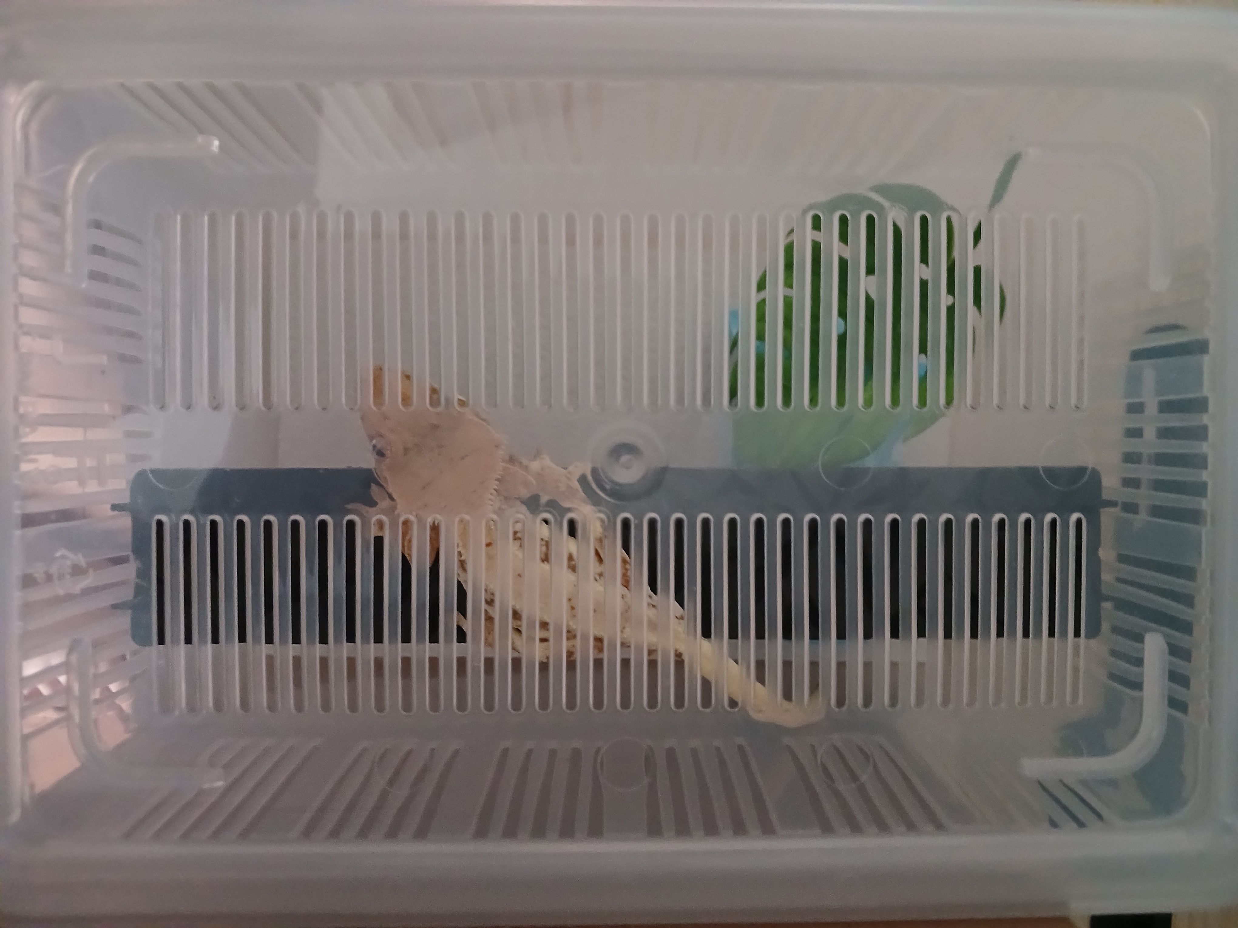 JIF積み重ね式ケージ（中）専用 プラストーン製プラットフォーム ロングタイプ detail 3