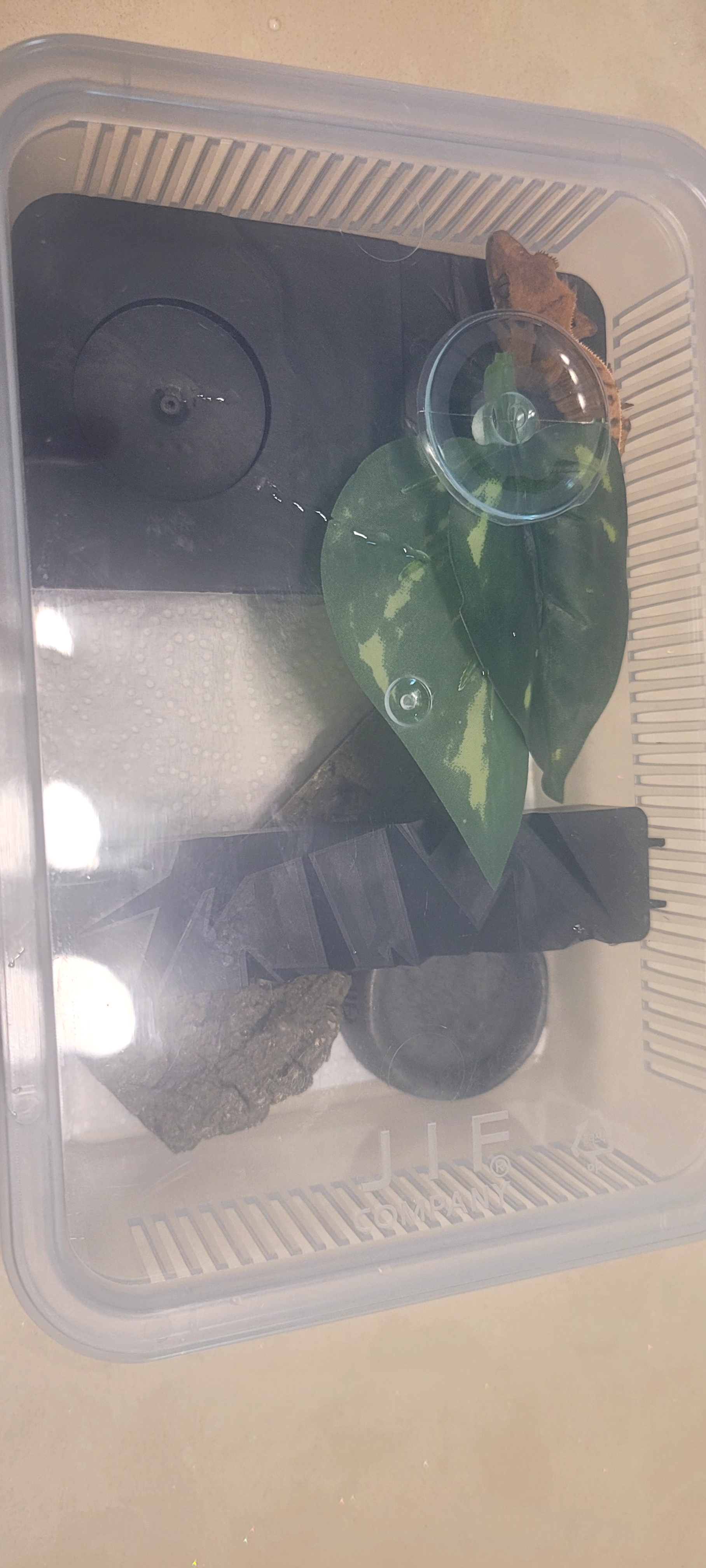 JIF積み重ね式ケージ（小）専用 固定式プラストーンシェルター detail 2