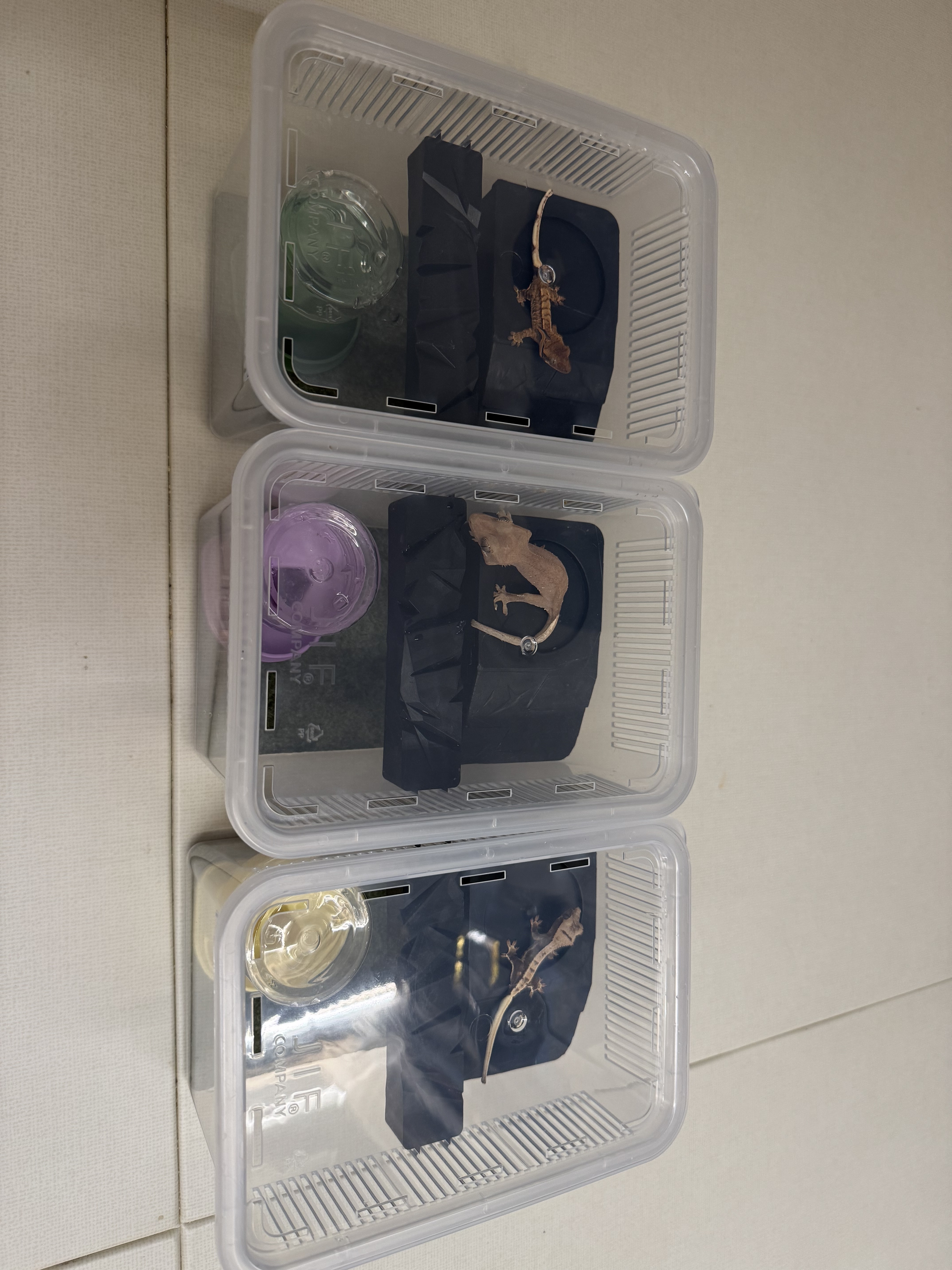 JIF 積み重ね式ケージ（小ロング）専用 固定式プラストンシェルター detail 1