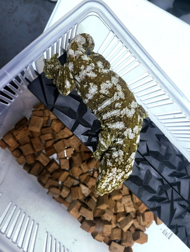 JIF 積み重ね式ケージ（特大）専用 プラストーン プラットフォーム（ロングタイプ） detail 2