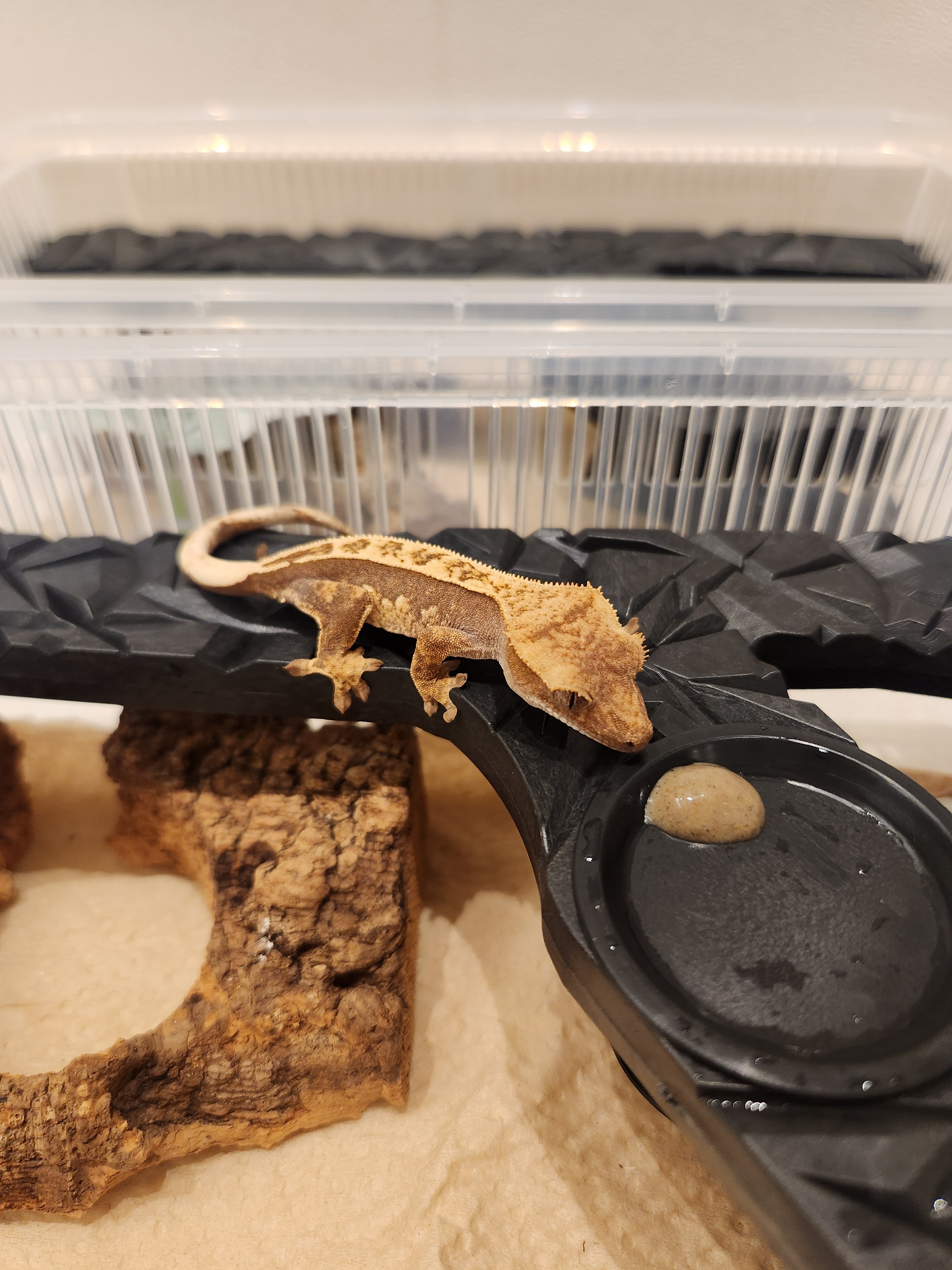 JIF 積み重ね式ケージ（中・小）専用 Y プラストーン フィーディングレッジ detail 1