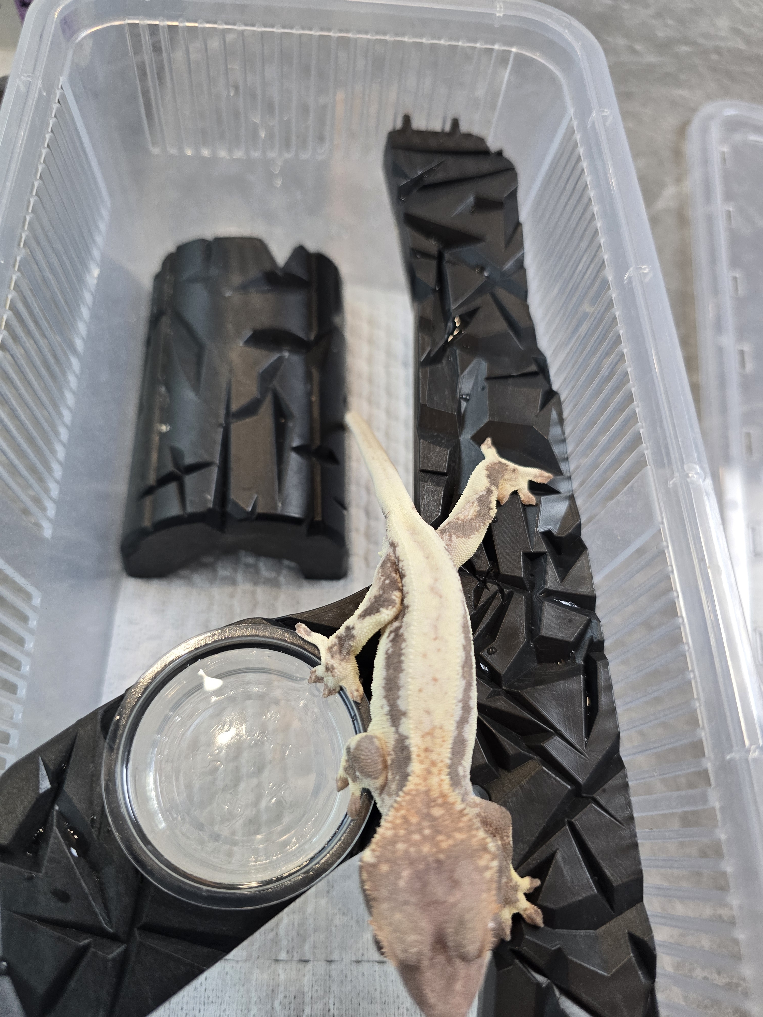 JIF 積み重ね式ケージ（中・小）専用 Y プラストーン フィーディングレッジ detail 2