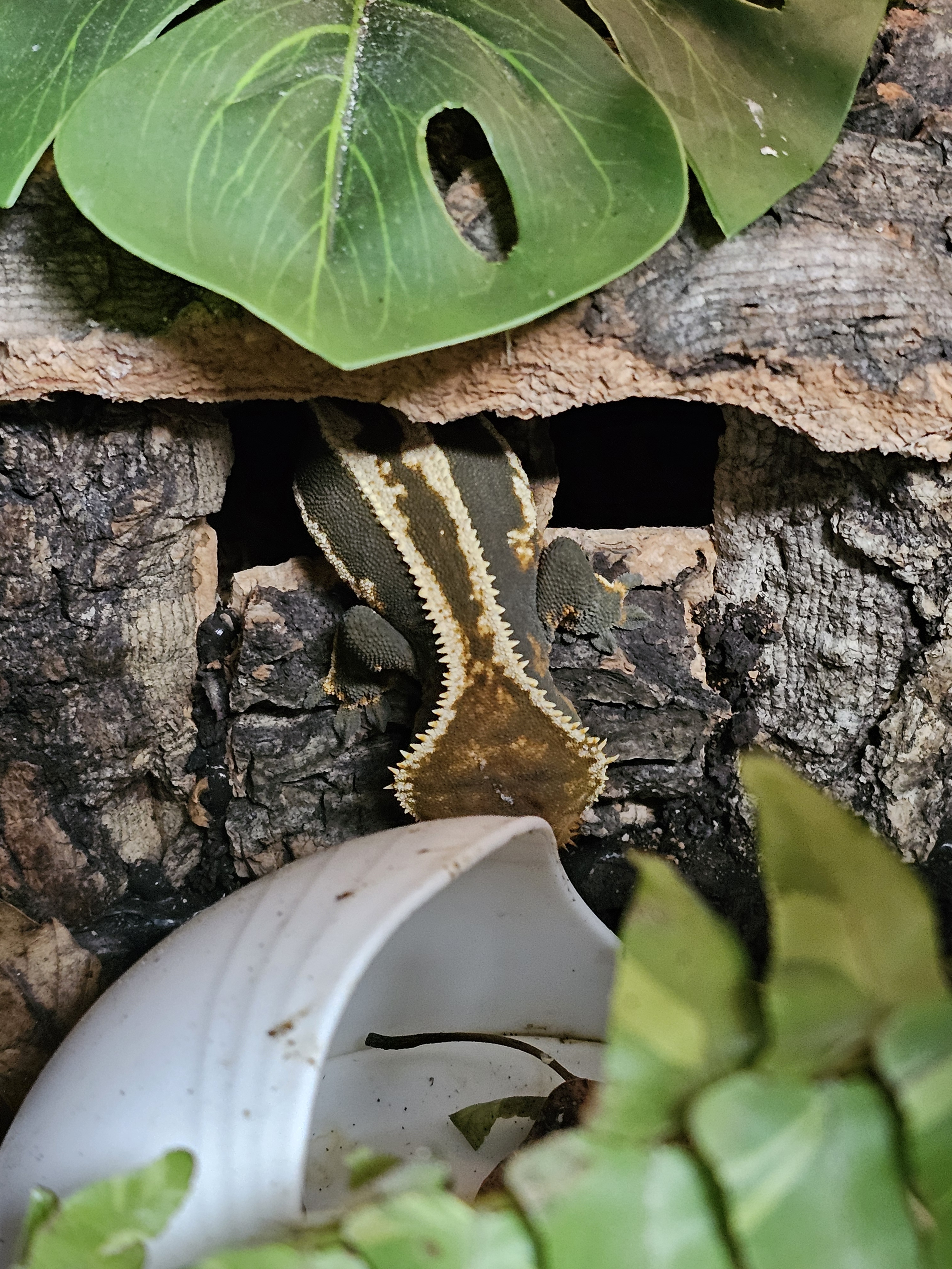 テラブロック ビッグログ「ペンション」シェルター detail 6