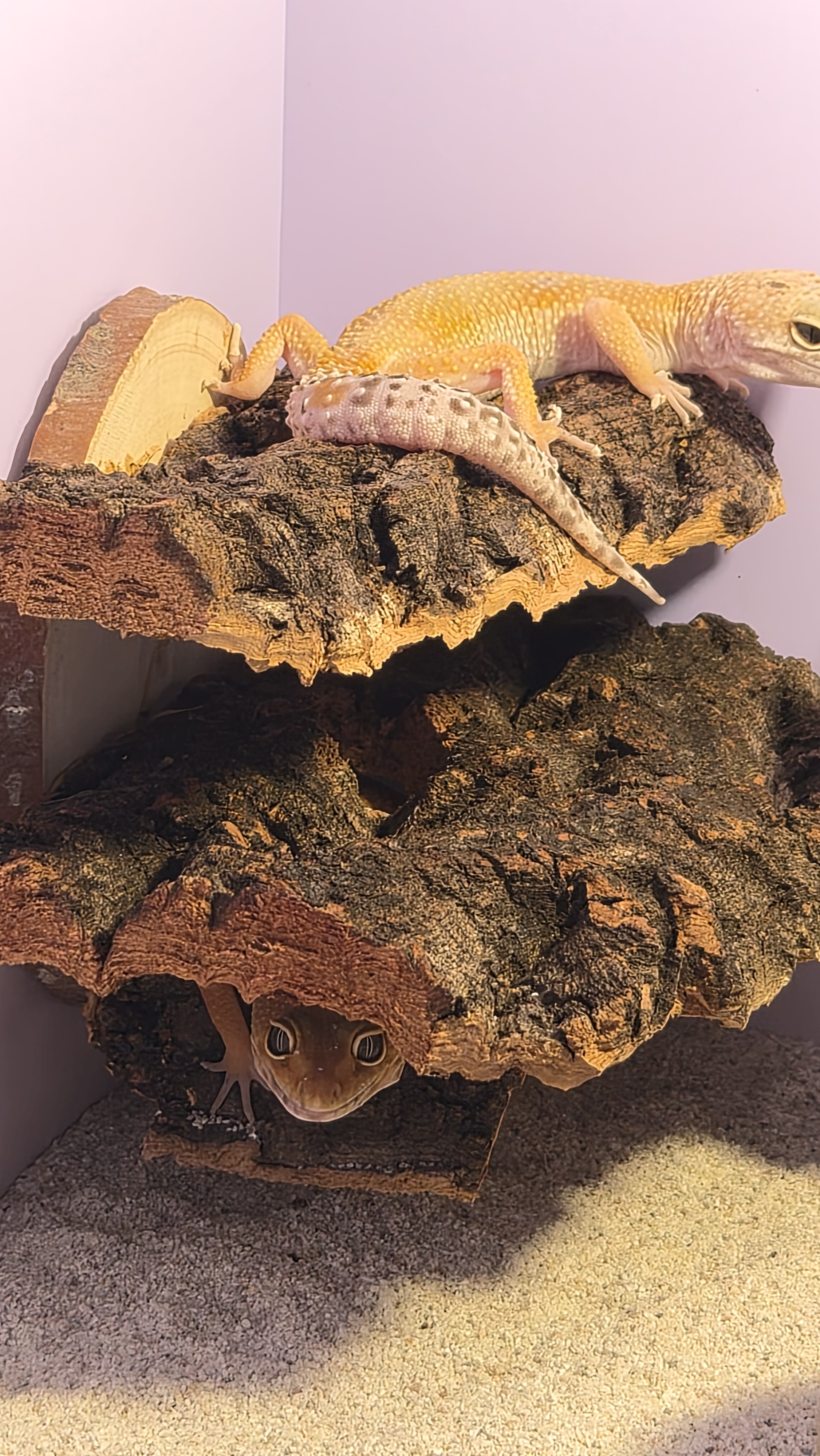 Terrablock Cork Tunnel Hide & Walkway detail 1