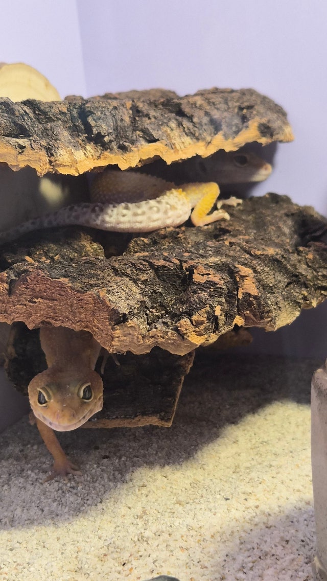 Terrablock Cork Tunnel Hide & Walkway detail 2