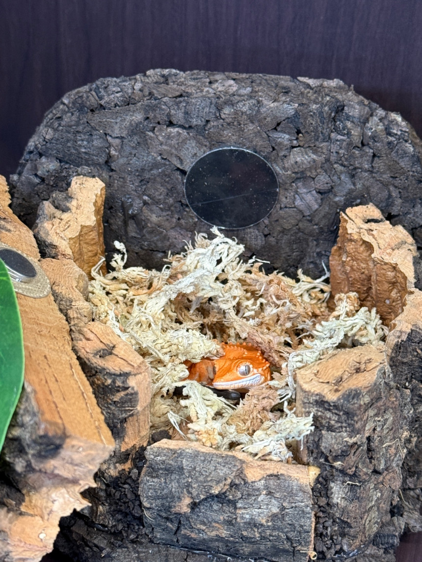 Terrablock Log Cabin Studio Hide detail 6