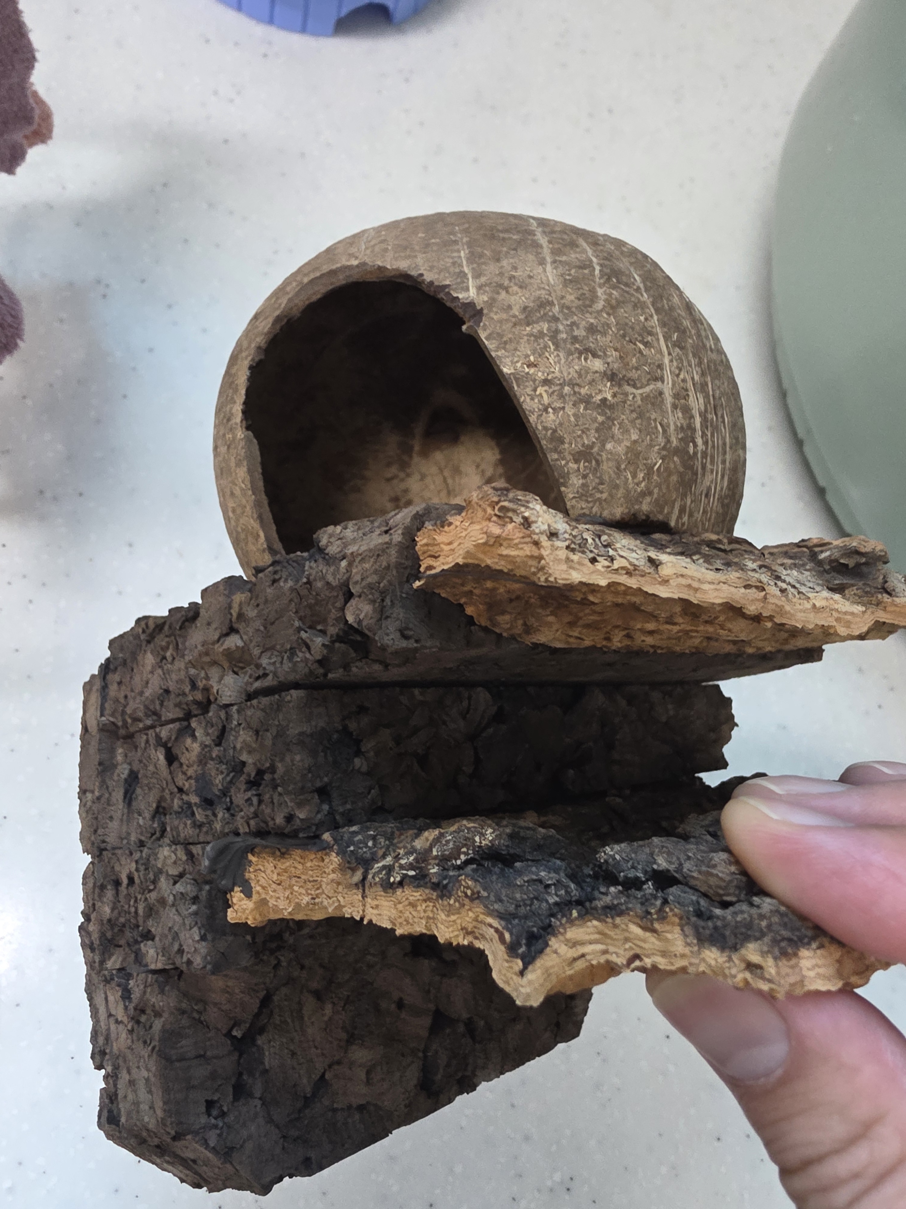 Terrablock Coconut Room (Cork Hide) detail 1