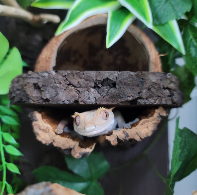 Terrablock Low Coconut Room Hide detail 1