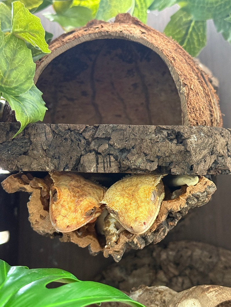 Terrablock Low Coconut Room Hide detail 2