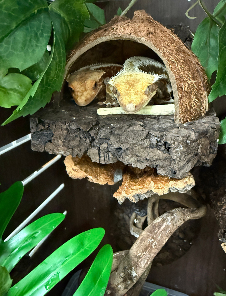 Terrablock Low Coconut Room Hide detail 3