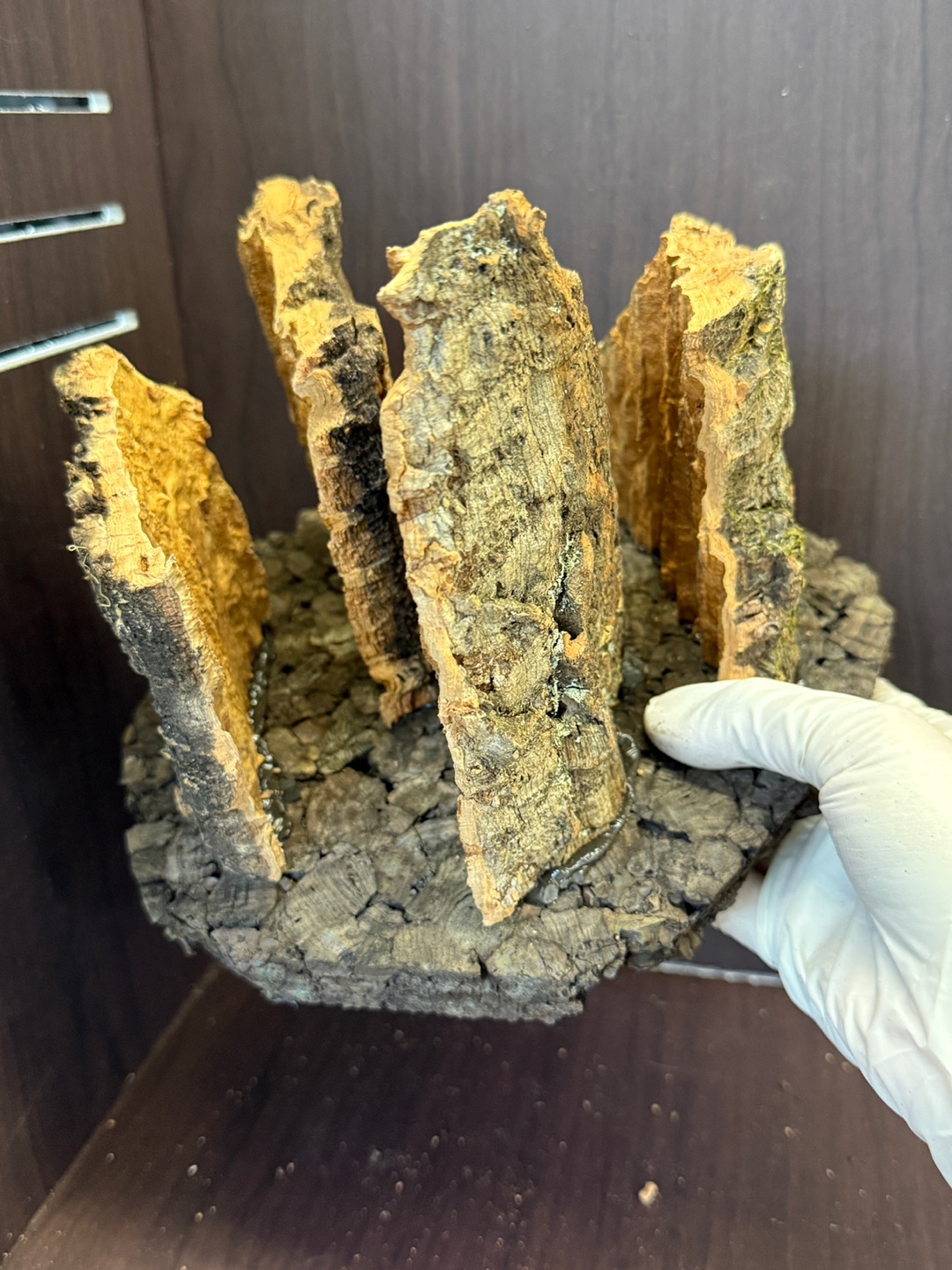 テラブロック 4段 コルクステップ（レッジ） detail 2