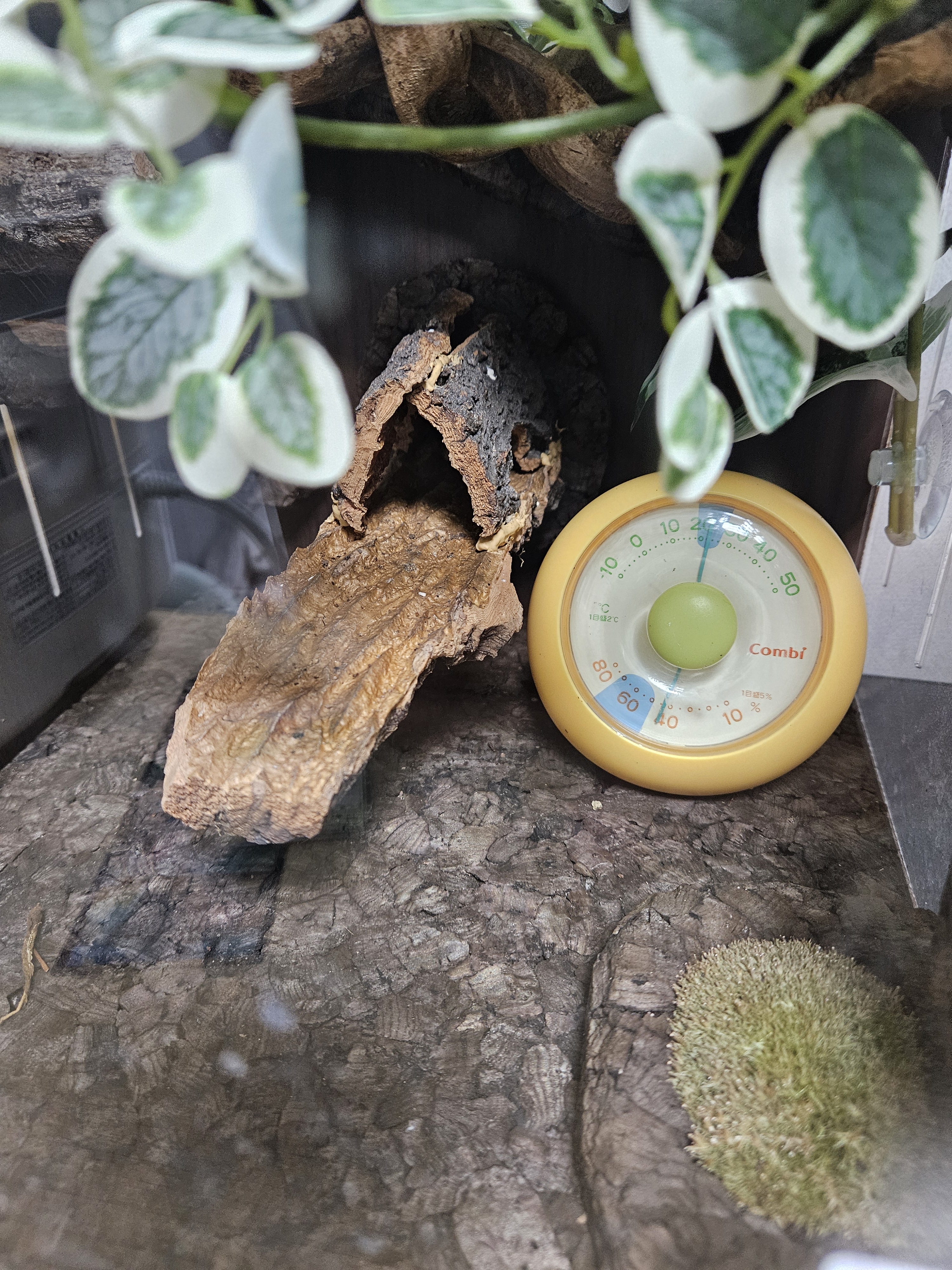 テラブロック ロングレッグ ロフトシェルター（隠れ家） detail 3