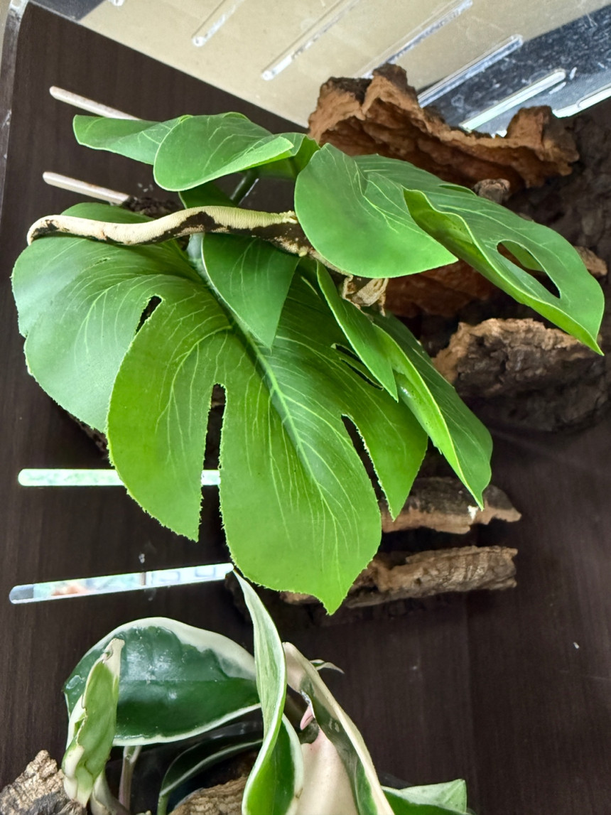 Terrablock Monstera Leaf Artificial Block detail 1