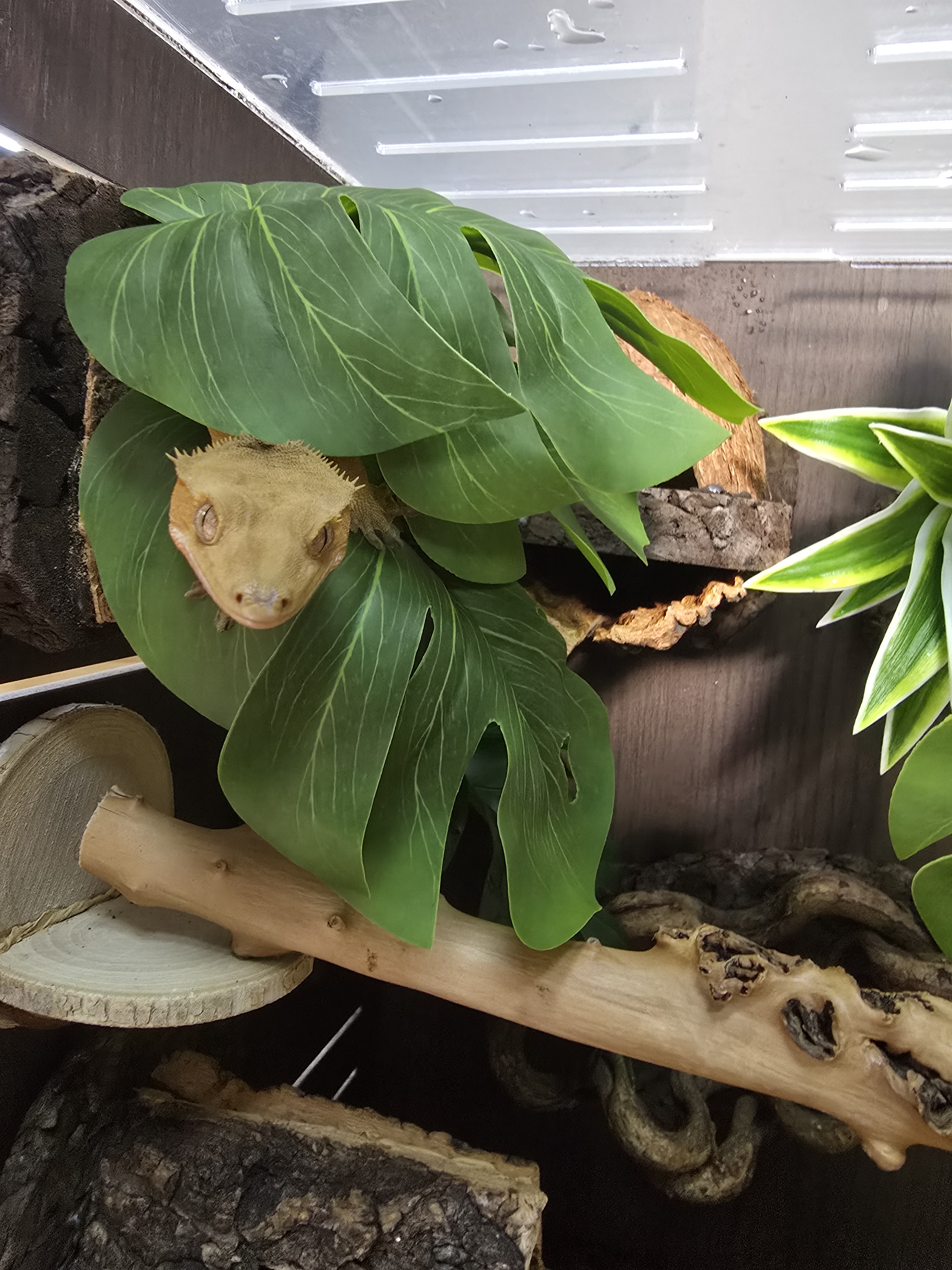 Terrablock Monstera Leaf Artificial Block detail 3