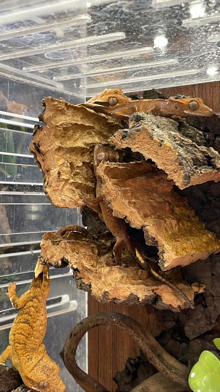 テラブロック 4段 アンバランス コルクシェルター detail 1