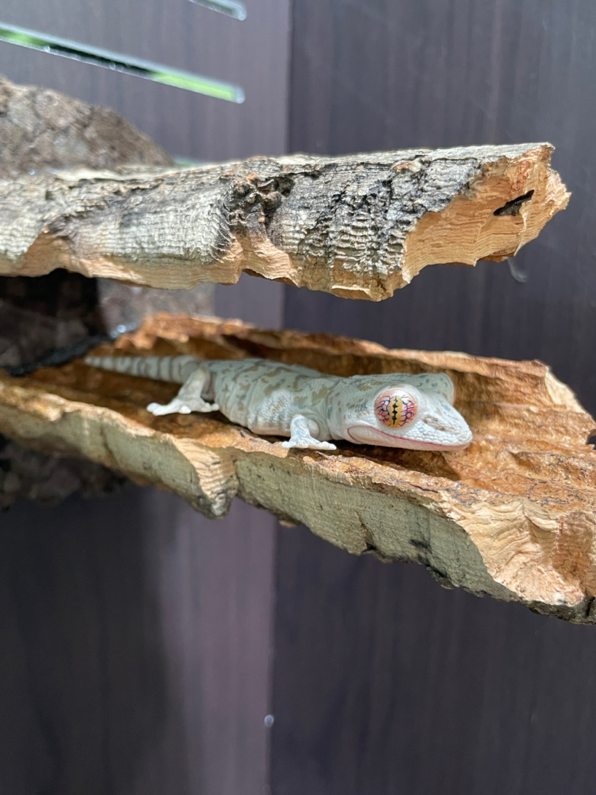 テラブロック ロングコルクボードシェルター detail 1