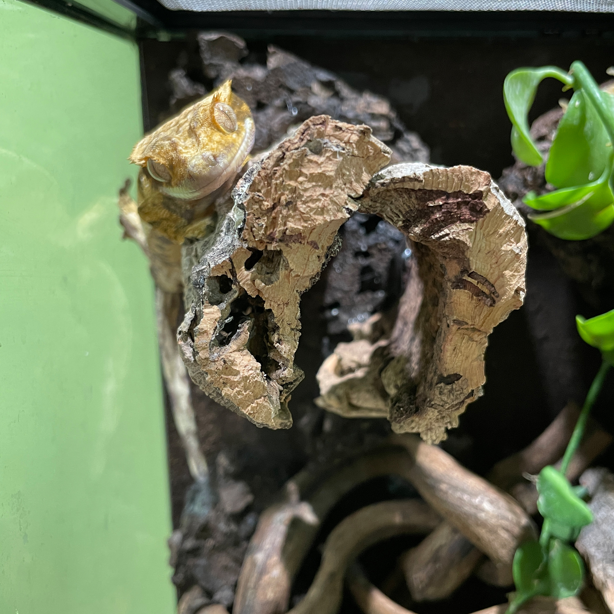 テラブロック ロングコルクボードシェルター detail 3